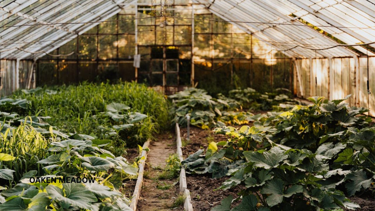 A beautiful vegetable garden for modern homesteading for beginners