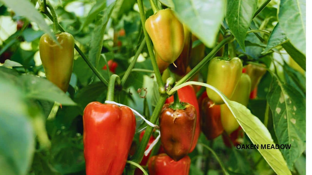 vegetables to grow in raised bed gardening for beginners