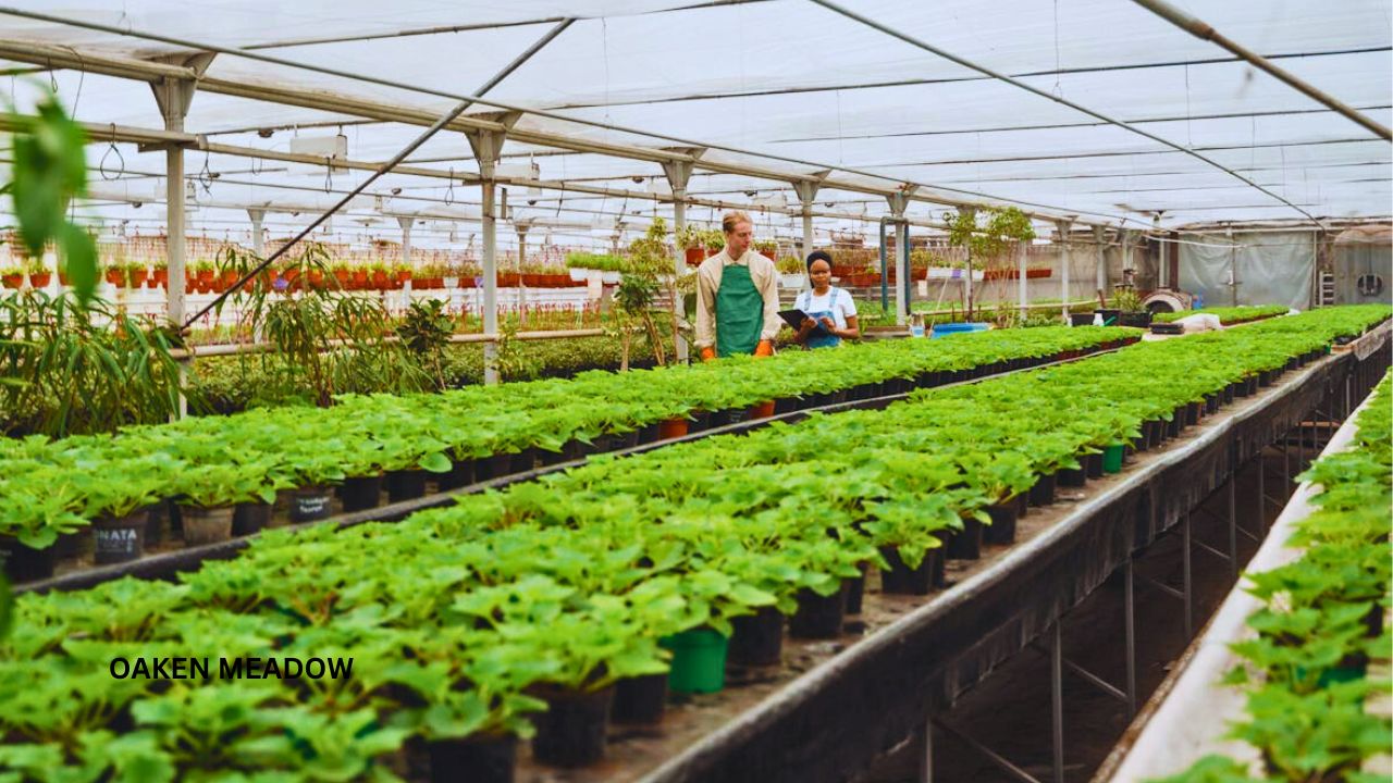 Greenhouse for Year-Round Modern Homesteading for beginnersf