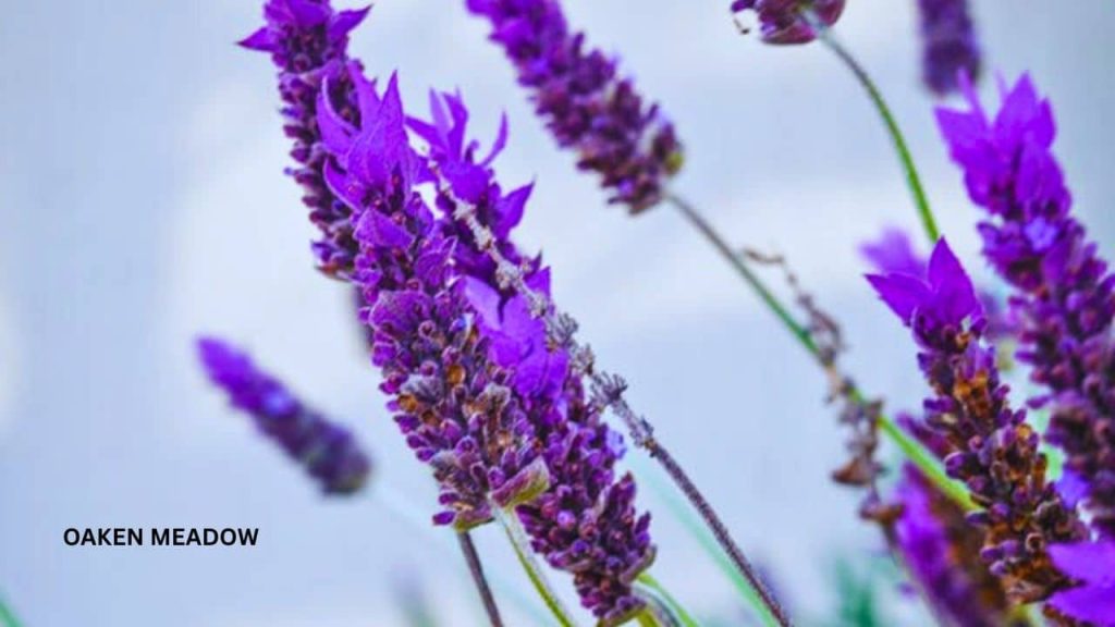 Close-up of lavender and sensory herbs in a stress-free garden sanctuary.