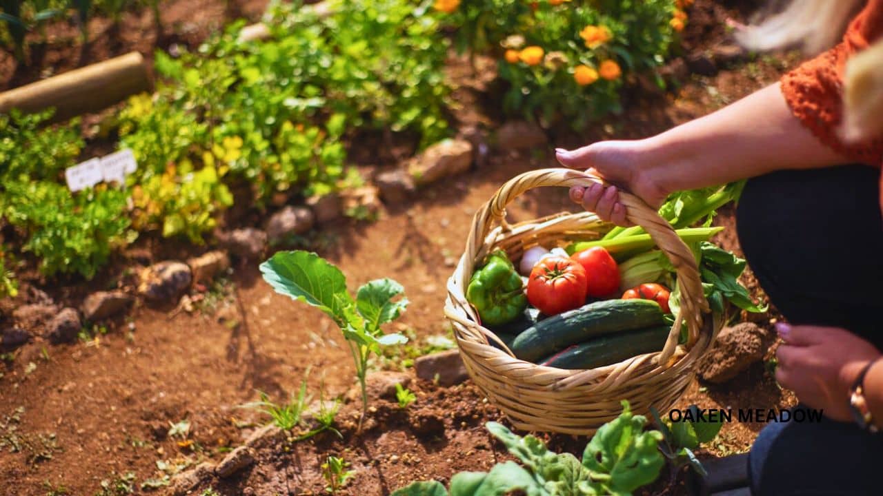 Sustainable farming and homesteading lifestyle