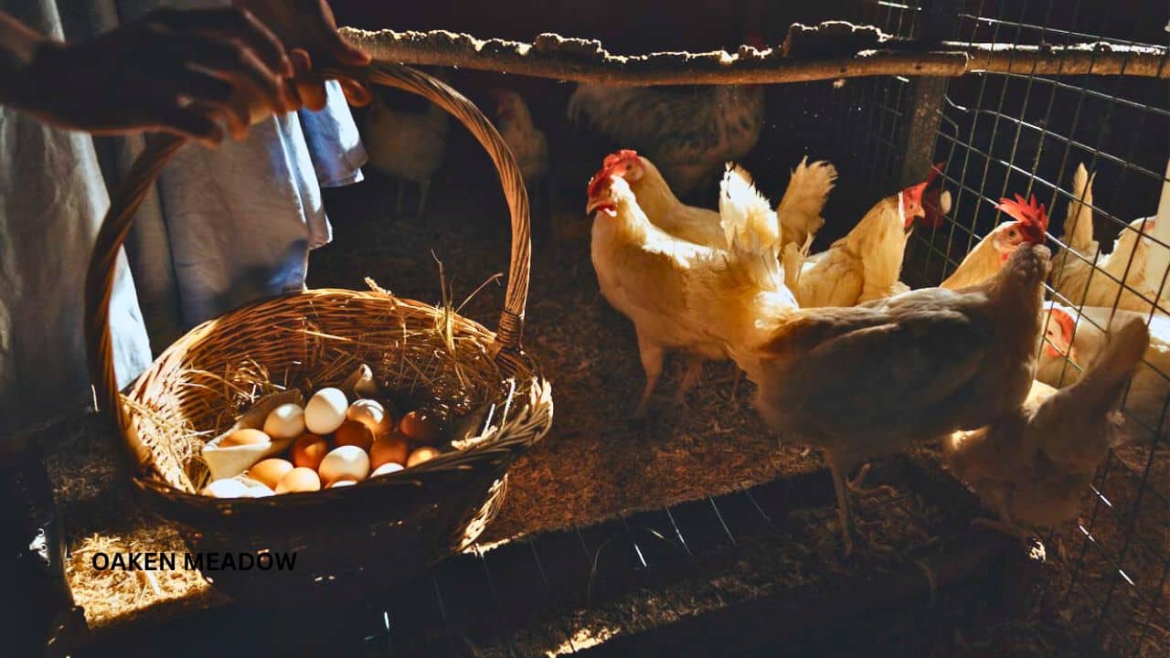 Raising livestock on a modern homestead